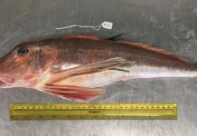 研究發現:75%的南部海域商業捕撈魚樣本中發現微塑料