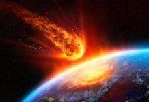 科学家不解:大灭绝后出现大量新物种(图)