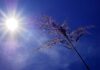 NIWA:紐西蘭或將迎來有史以來又一個最熱的夏季