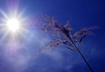 NIWA:纽西兰或将迎来有史以来又一个最热的夏季