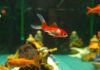 奧克蘭市議會呼籲民眾停止將金魚放生至湖泊溪流