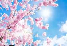 「寧遭桃花劫 勿近白虎身」啥是白虎?