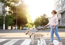 導盲犬引領的女士怎麽突然間恢復了視力