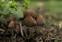 別亂採拾路邊植物 亞裔母子誤食毒菇中毒
