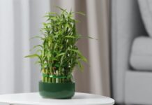 富貴竹應該怎麼養才好?