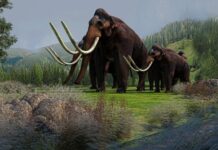 超古代的讯息 200万年前的DNA