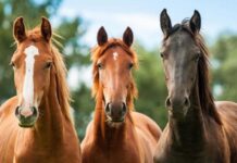 動物的奇妙溝通方式(圖)