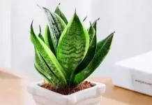 為啥要「乾養」?這5種植物澆水太勤長不旺(組圖)