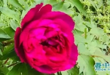 「屋角有三花 不貴也會發」是哪三種花?(組圖)