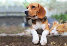 動物具有超常感知力和預測本能