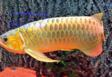 兒子煎魚 3萬元不翼而飛(圖)