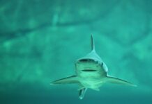 奥克兰三个海滩发现鲨鱼,Safeswim网站已发出警告