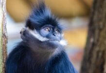 猴的報恩 重慶山民死裡逃生