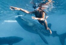 鯊魚能聼懂人語?女潛水員被稱為「鯊語者」