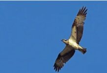 「天上九頭鳥 地上湖北佬」暗藏何深意?