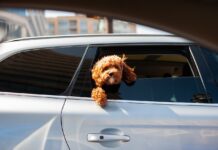 AA敦促民眾今夏不要將兒童和寵物留在車內