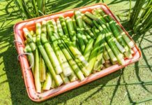 「寄生蟲」最多的5種蔬菜 千萬別生吃!