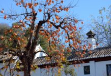 柿子樹是「凶樹」嗎?為何越來越多人把它移出院子?(組圖)