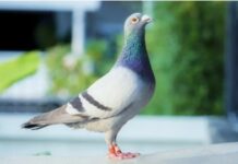 一隻被印度「拘留」的臺灣飛鴿