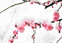俗語「男忌初一 女忌十五」有玄機?(組圖)