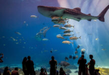 水族館內的鯊魚為何不吃其他魚?(組圖)