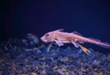 全新發現 深海中發現「幽靈鯊」