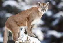 荷蘭出現神祕大型猛獸 美洲獅維尼