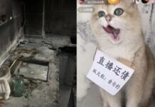 小貓被迫直播還債 縱火犯「萌照」爆紅(組圖)
