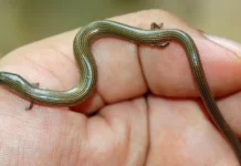 「畫蛇添足」是真的 泰國屋主驚見奇特生物