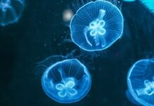 能「逆生長」的生物 可實現返老還童!(圖)