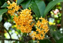「家有一樹 旺宅鎮宅」是指哪一顆樹?(組圖)