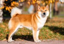 预知死亡的柴犬 温柔陪伴老人走完人生