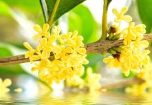 「屋角有三花 不貴也會發」是哪三花?有何說法?