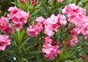 给「爱花人」提个醒:这5种花卉别养在客厅里(组图)