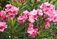 給「愛花人」提個醒:這5種花卉別養在客廳裡(組圖)