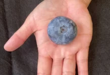 世界最大蓝莓品种即将在纽西兰登场