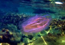 逆轉年齡?當生物在死亡邊緣「退回」童年